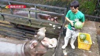 喂驴打一嘴巴子吃瓜娱乐,一场意外的网络狂欢