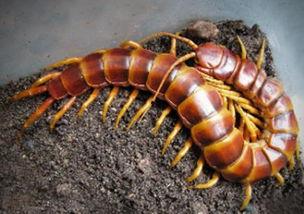 娱乐吃瓜酱的作品鼠体蜈蚣,娱乐吃瓜酱的惊悚奇幻之作